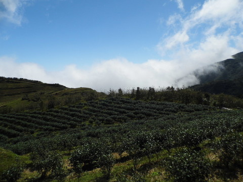 高山茶園風景
