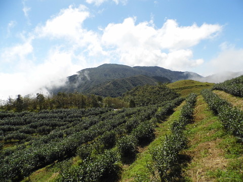 高山茶園