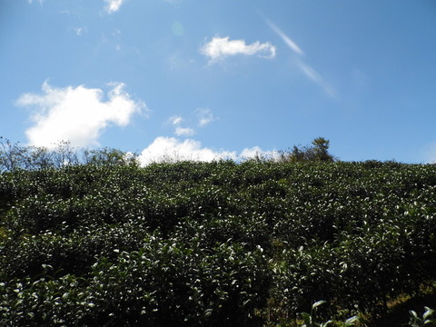 茶園藍(lán)天