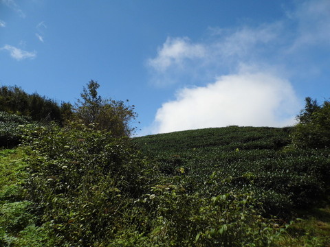 高山茶園