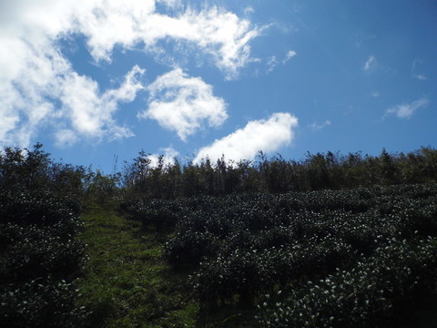 藍(lán)天高山茶園