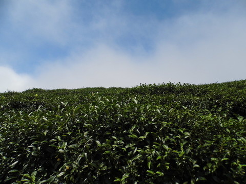 茶園藍(lán)天