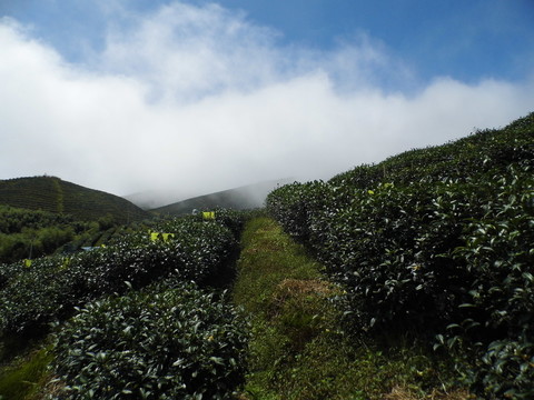 茶園藍(lán)天