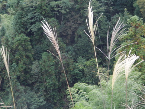 山中蘆葦