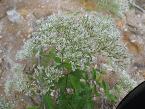山中野花