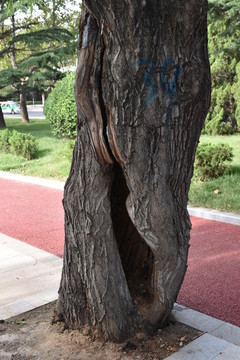 枯樹洞