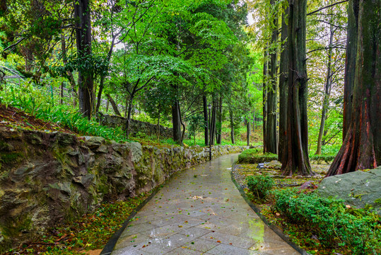 雨后林蔭路 花徑