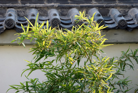 黛瓦白墻綠竹