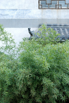 黛瓦白墻綠竹