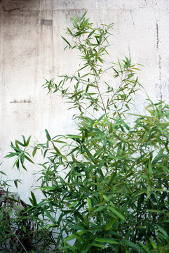 白墻綠竹