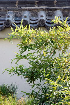 黛瓦白墻綠竹