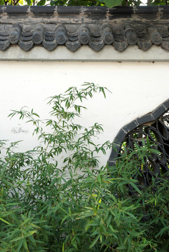 黛瓦白墻綠竹