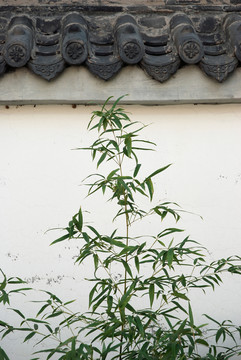 白墻黛瓦綠竹