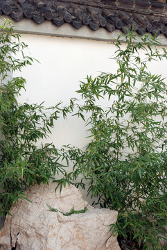 白墻黛瓦綠竹