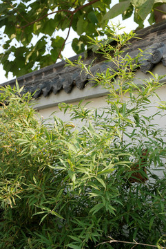 白墻黛瓦綠竹