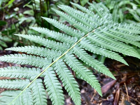 野草葉子素材