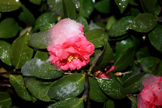 冰雪中的茶花