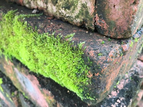 青苔特寫(xiě)