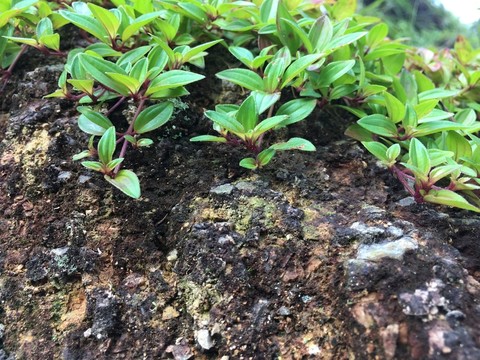 石頭上生長的小草