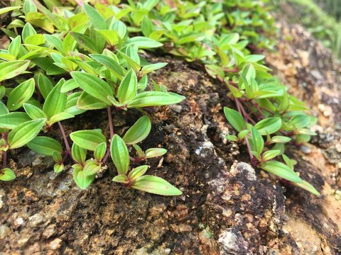 石頭上的頑強(qiáng)生命