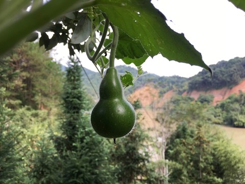 葫蘆