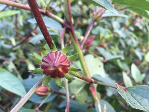 紅桃K花卉攝影