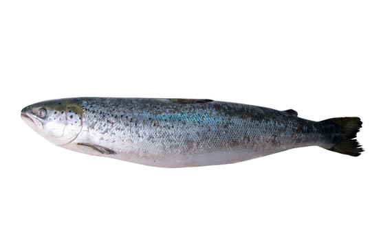 鱒魚