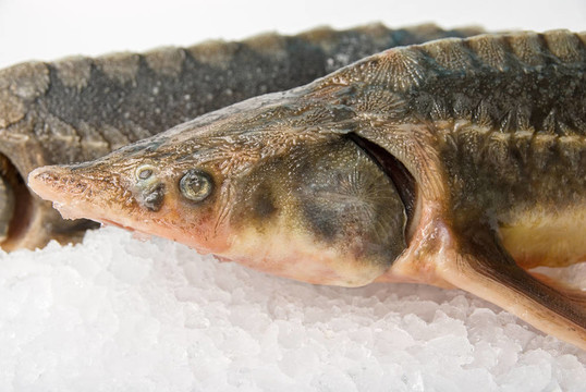 小體鱘魚