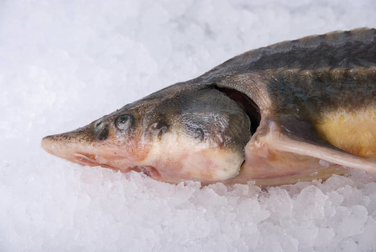 小體鱘魚