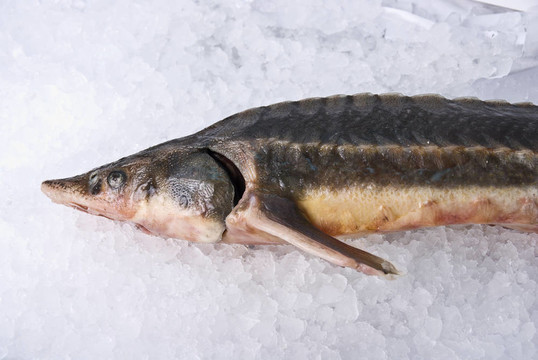 小體鱘魚