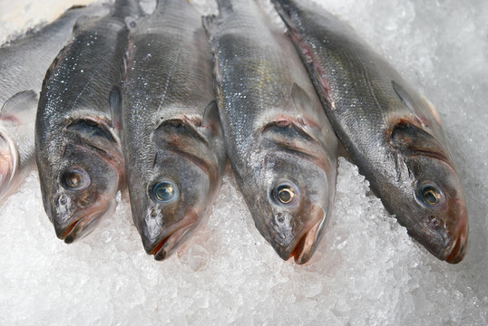 魚