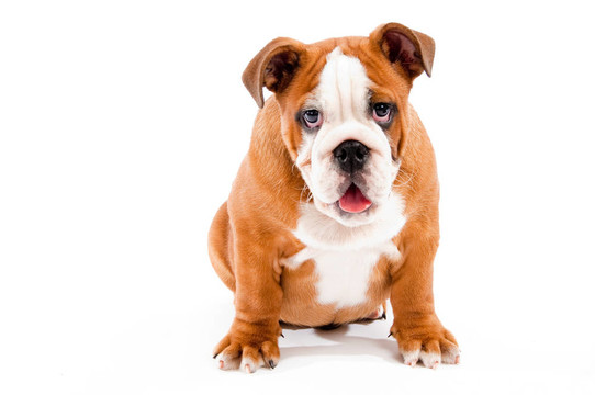 英國斗牛犬