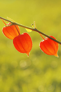 中國(guó)燈籠；Physalis alkekengi