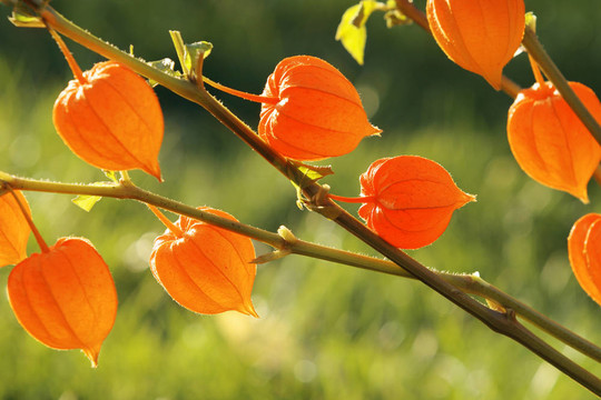 中國(guó)燈籠；Physalis alkekengi