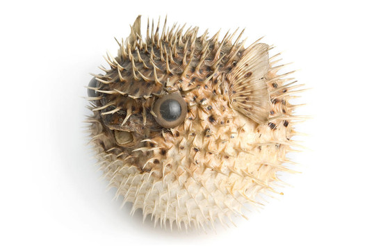 豪豬魚