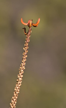 蘆薈花
