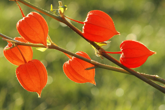 中國(guó)燈籠；Physalis alkekengi