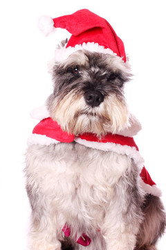 可愛的狗在Santa的帽子
