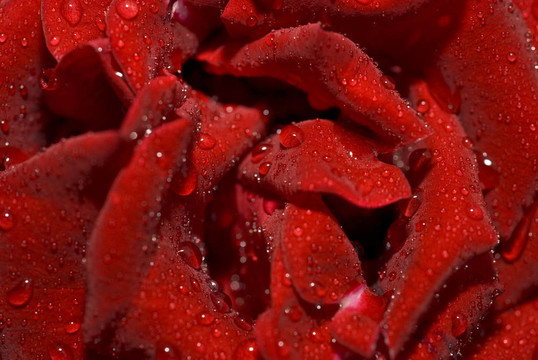 濕了的玫瑰花蕾