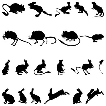 嚙齒類動物的輪廓