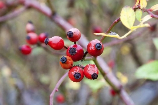 紅莓