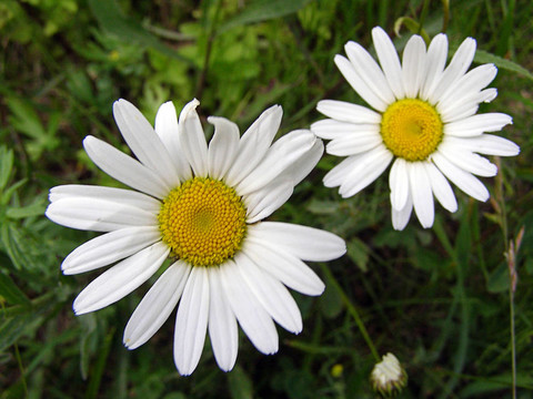 camomiles