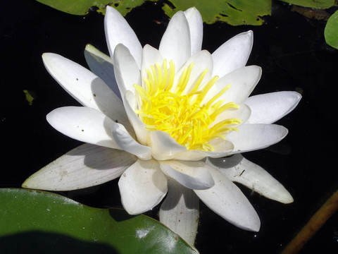 水上的百合花