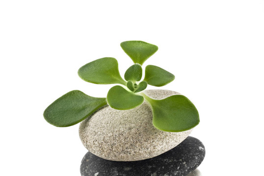 卵石上的生命-平衡石塔與綠色計(jì)劃
