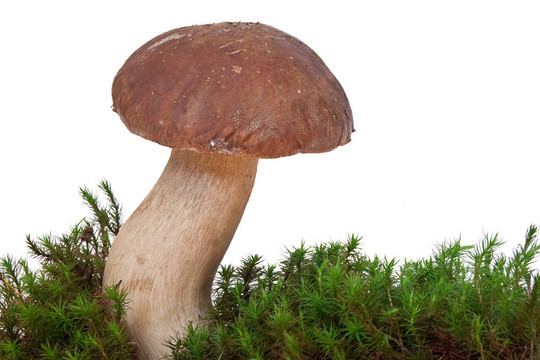 美味牛肝菌的苔蘚