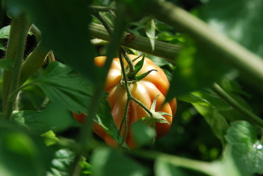 番茄