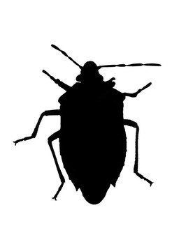 剪影的bug（臭蟲）