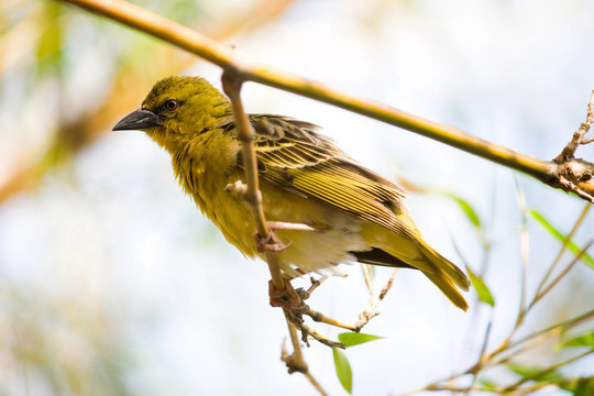 織布鳥