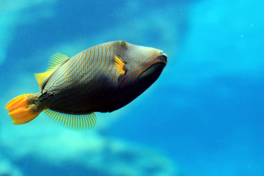 魚在水族館