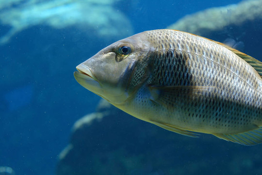 清澈的水里的魚